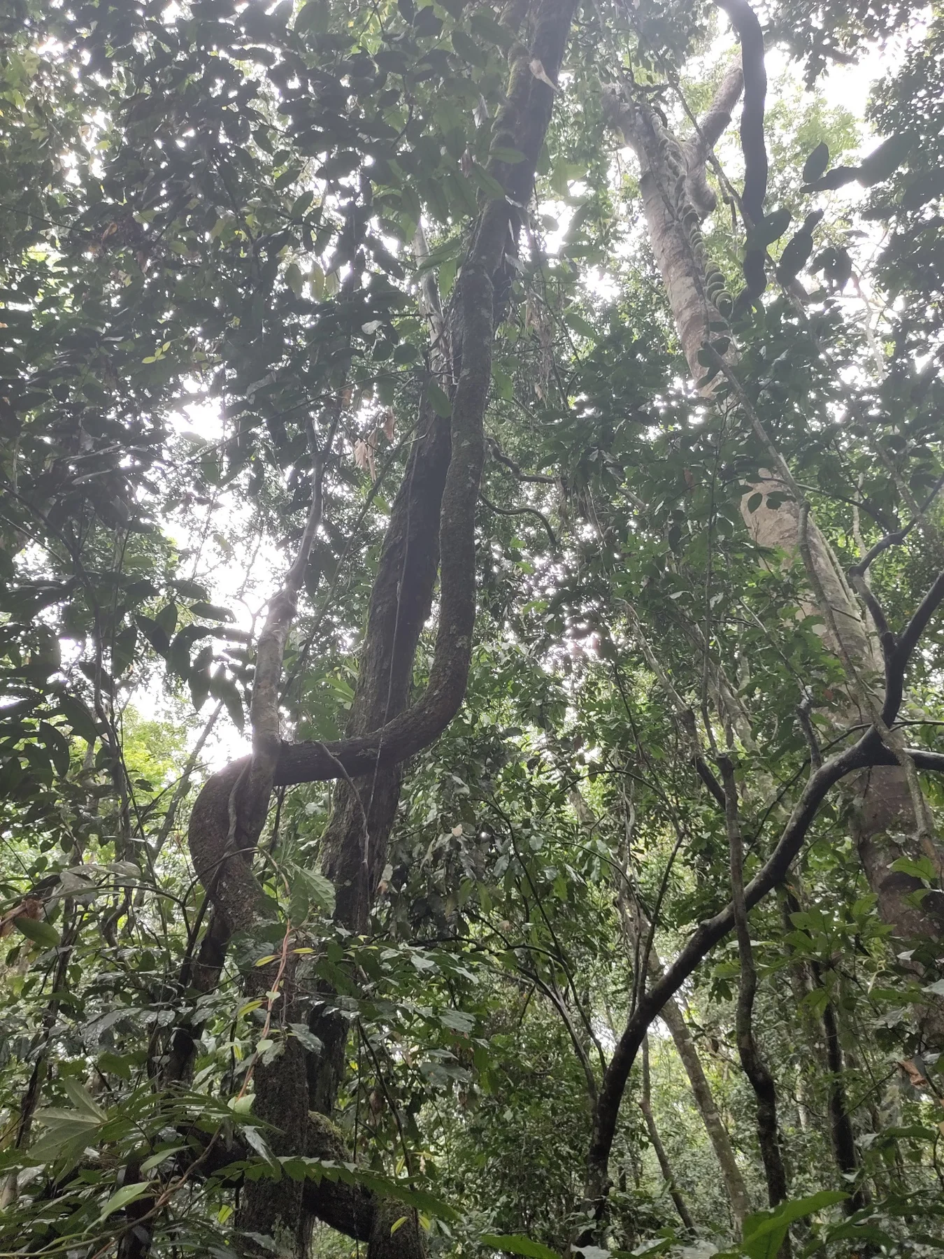 Woody lianas climbing tropical forest trees