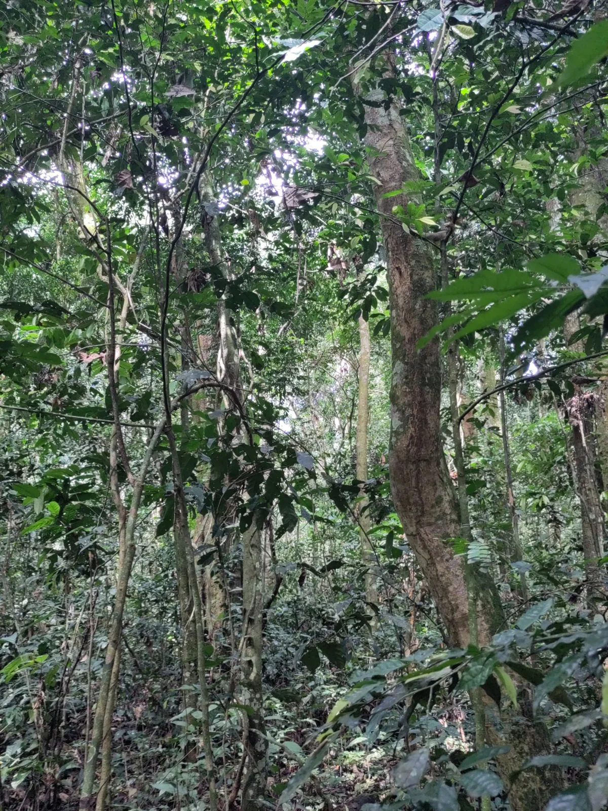 Tree trunks and dense vegetation in the tropical forest understorey