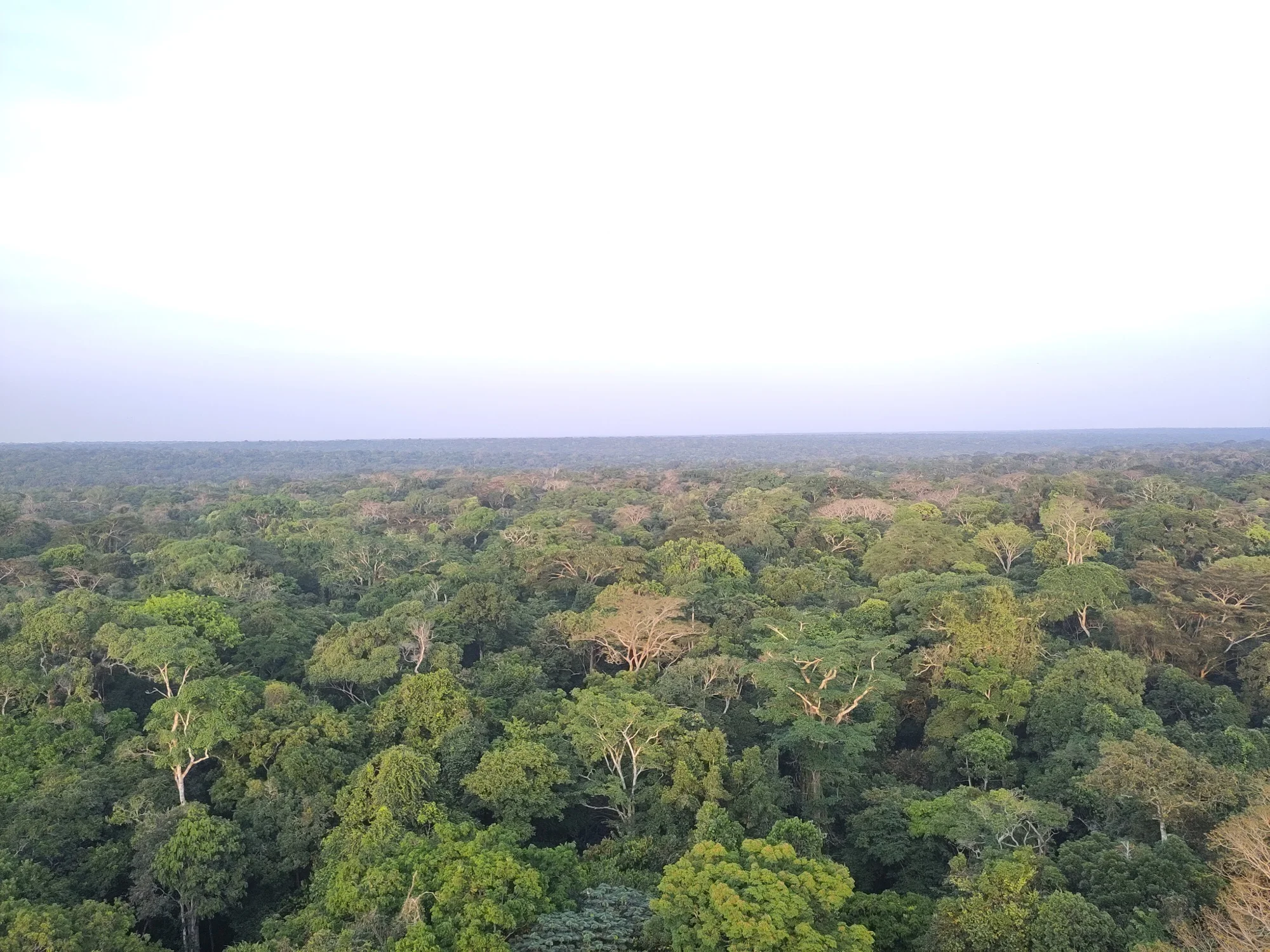 An expansive tropical forest canopy stretching to the horizon