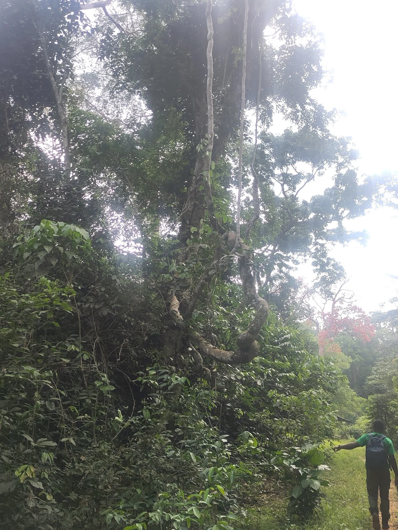 Lianas hanging beneath a tropical forest canopy